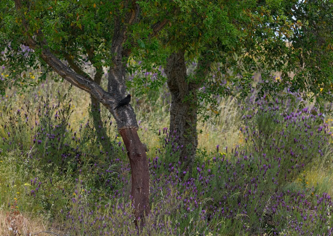 Cork oak trees and wild lavender in the Algarve highlands, Portugal.