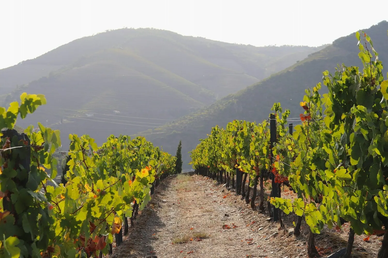 A dirt track running between grape vines in Portugal’s Douro Valley.