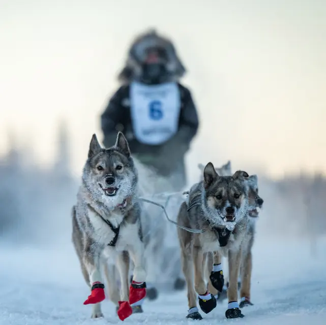 Yukon Races