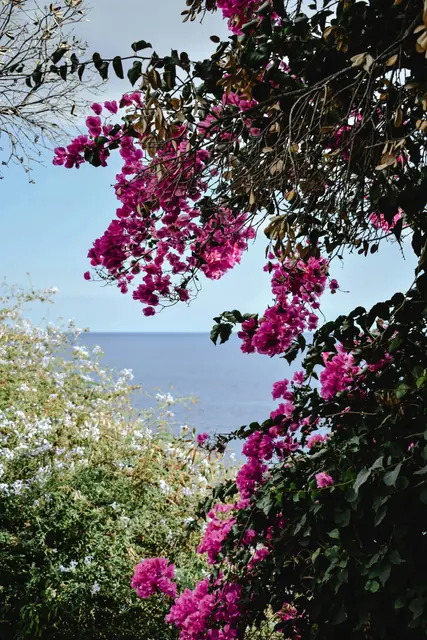 Explore Madeira, the Island of Eternal Spring, with its vibrant markets, lush levada trails, thrilling Monte toboggan rides, and unforgettable local flavors.