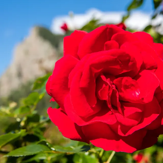 Rosa damascene