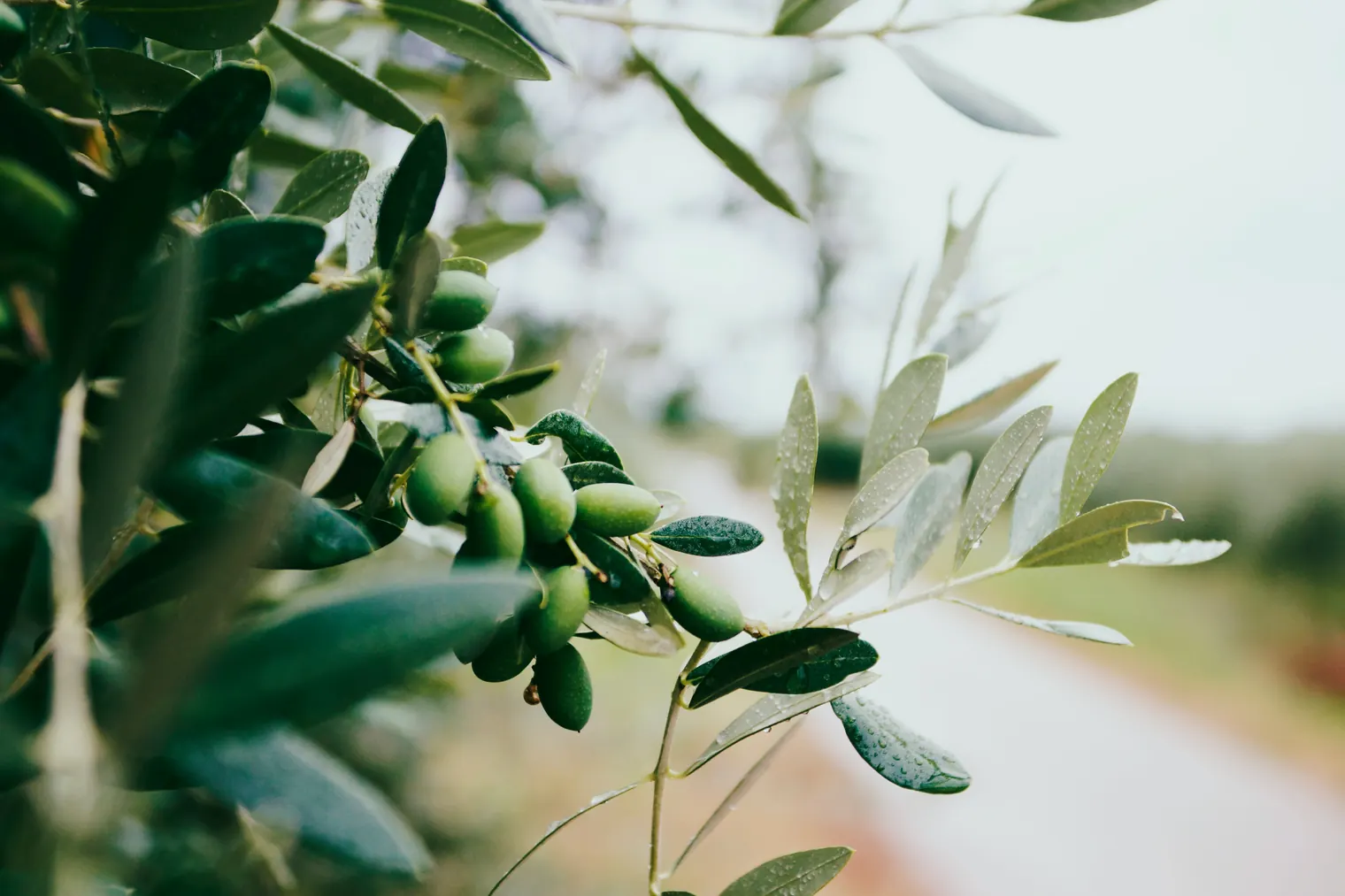 Montenegro Unveiled: 7 Intriguing Facts and Local Insights — Ancient Olive Trees