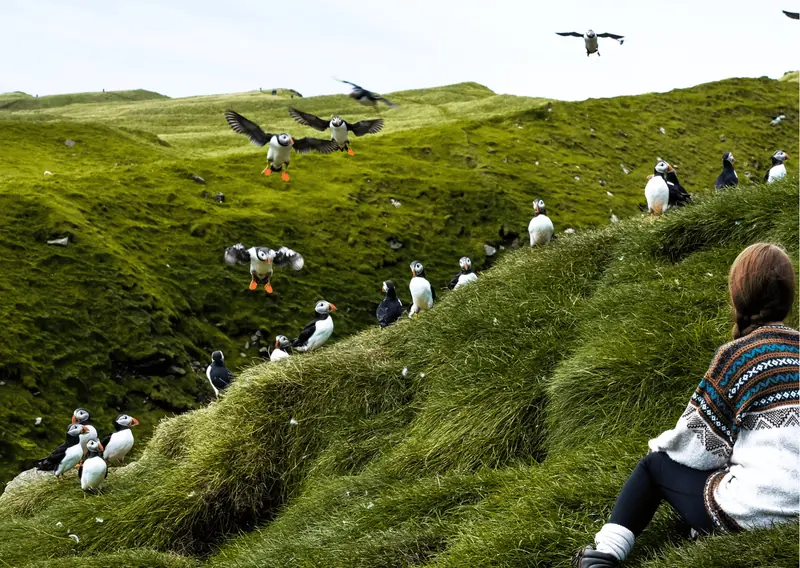 Bird watching in the Faroe Islands