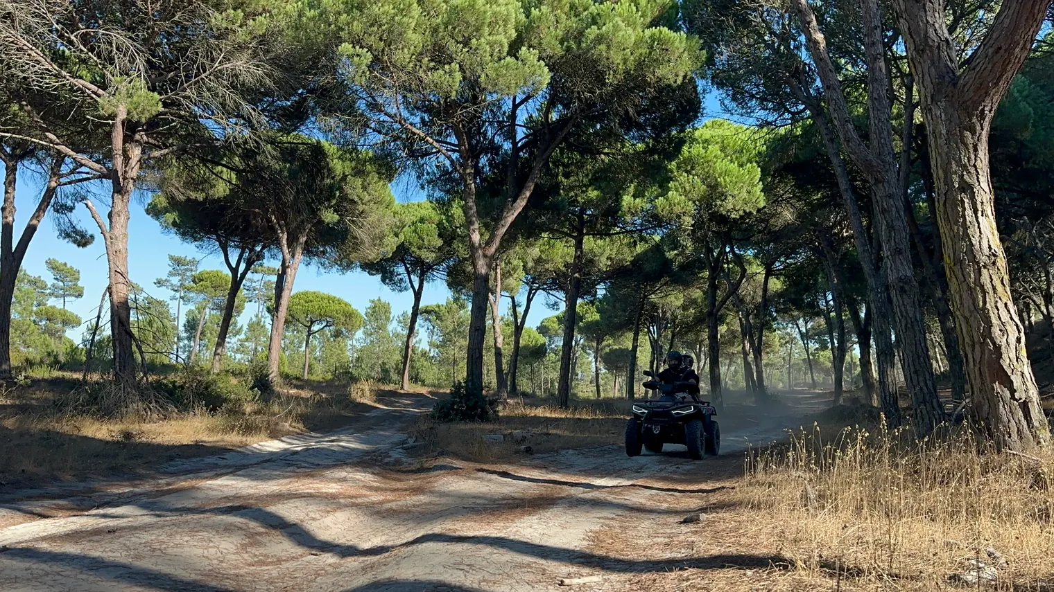 A person riding an ATV along a sandy trail through a pine forest on a sunny day, with dust rising behind the vehicle.