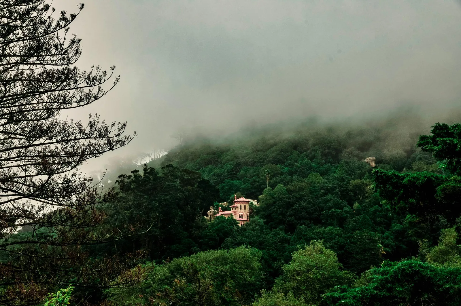 Montado Forest, Portugal