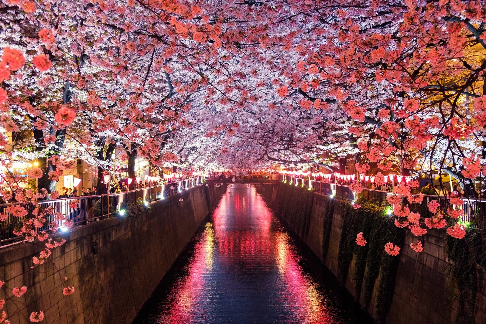Kyoto, Japan – The Heart of Hanami