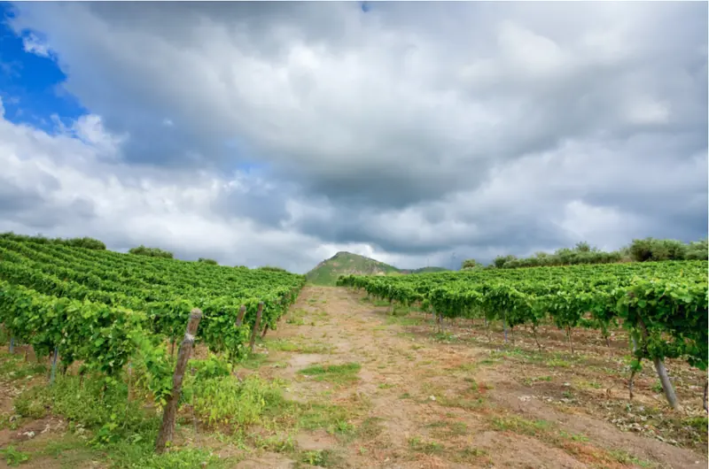 Discovering Wine Tasting Spots in Italy