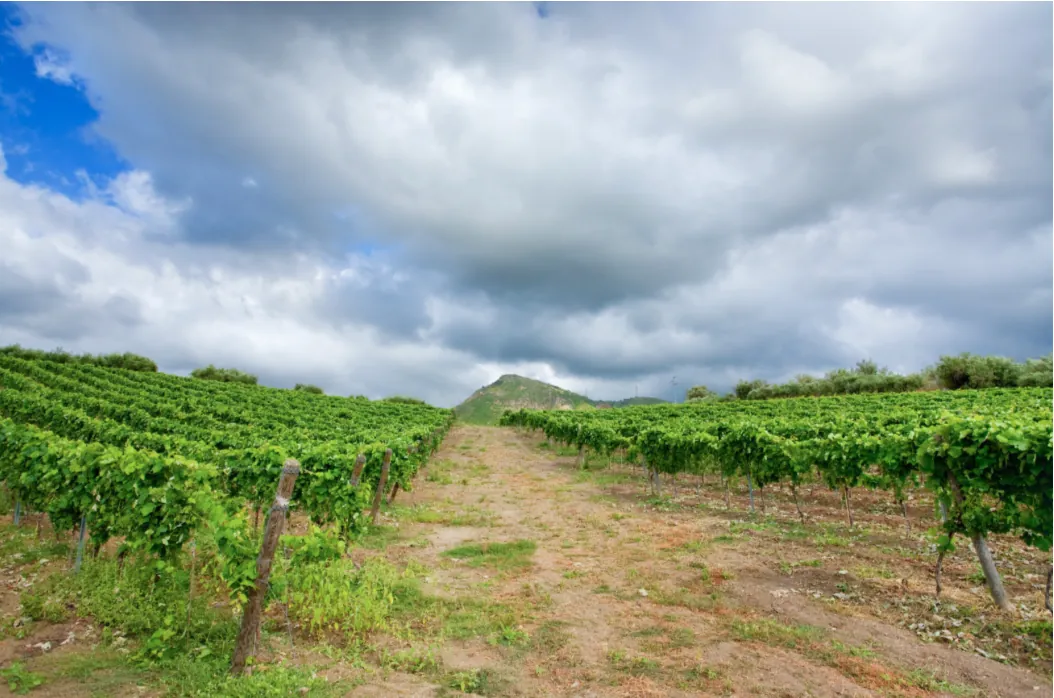 Discovering Wine Tasting Spots in Italy — Etna, Sicily