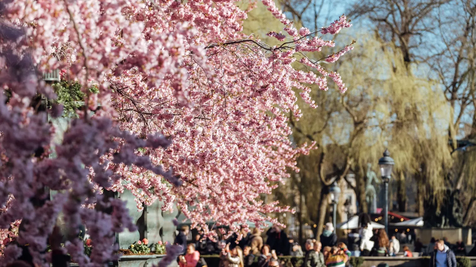 Stockholm, Sweden – Nordic Cherry Blossom Magic