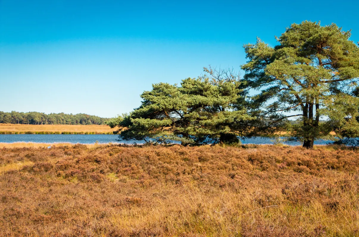 Top National Parks in the Netherlands — Dwingelderveld National Park