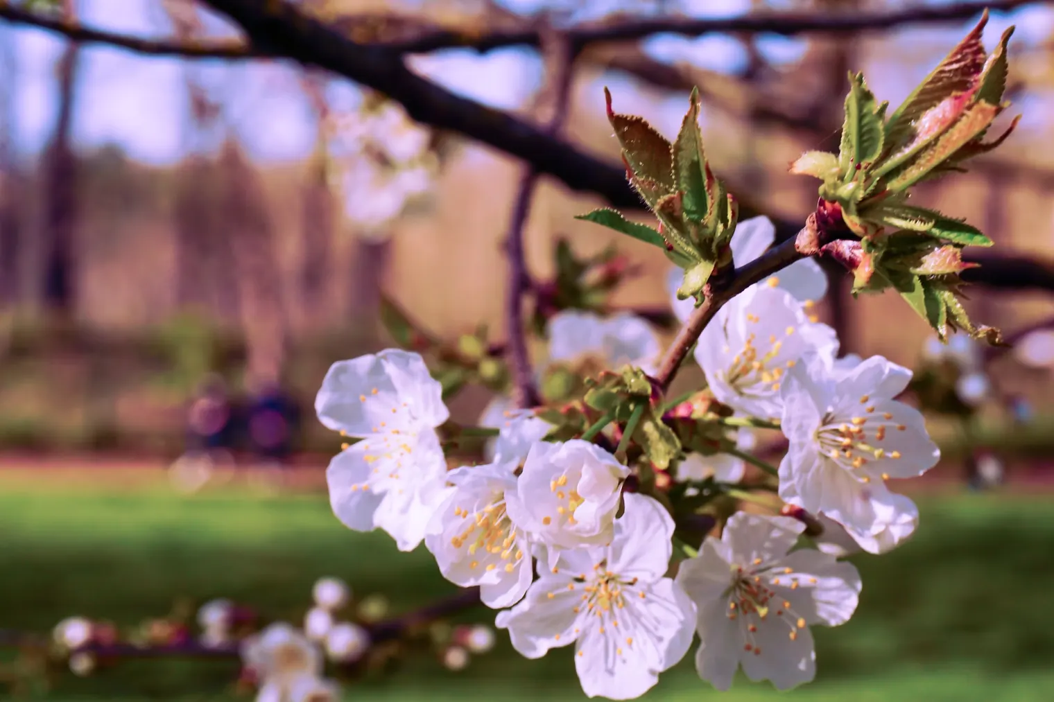 Paris, France – Sakura in the City of Love