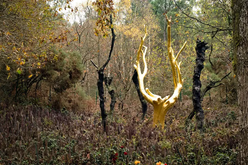 Not just a tree. A symbol. A story. A shimmer of gold in the wild