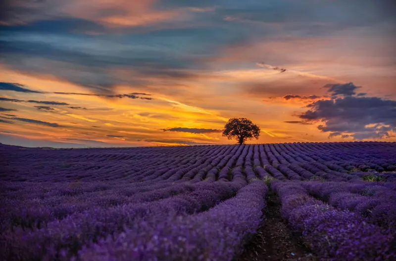 lavender fields of Provence