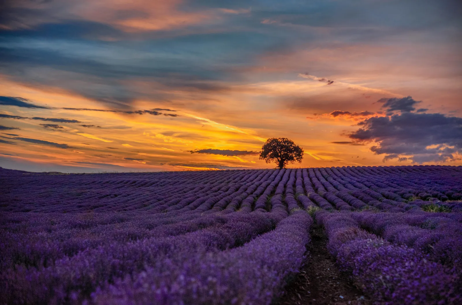 lavender fields of Provence