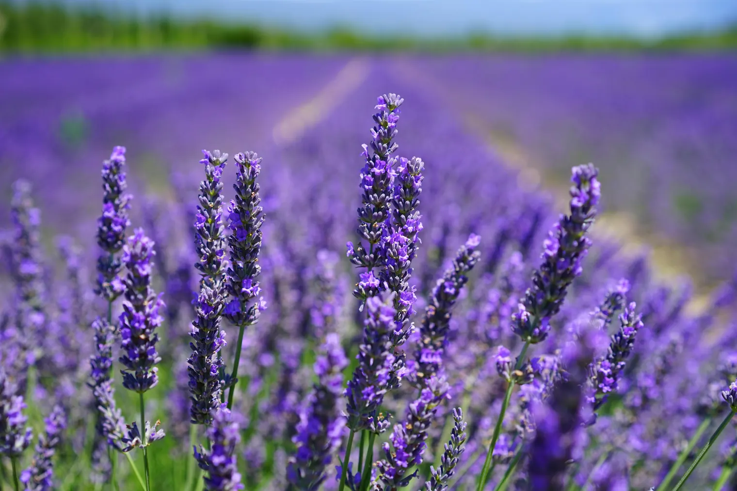 Lavender in Provençal Culture