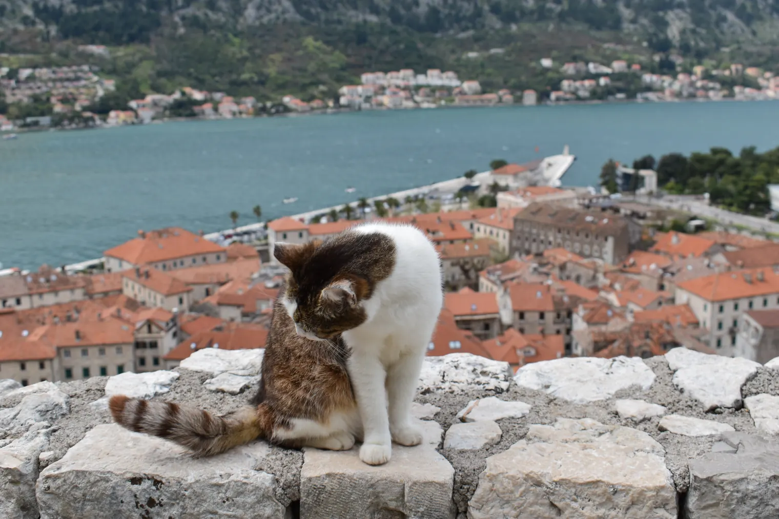 Montenegro Unveiled: 7 Intriguing Facts and Local Insights — Cats in Charge