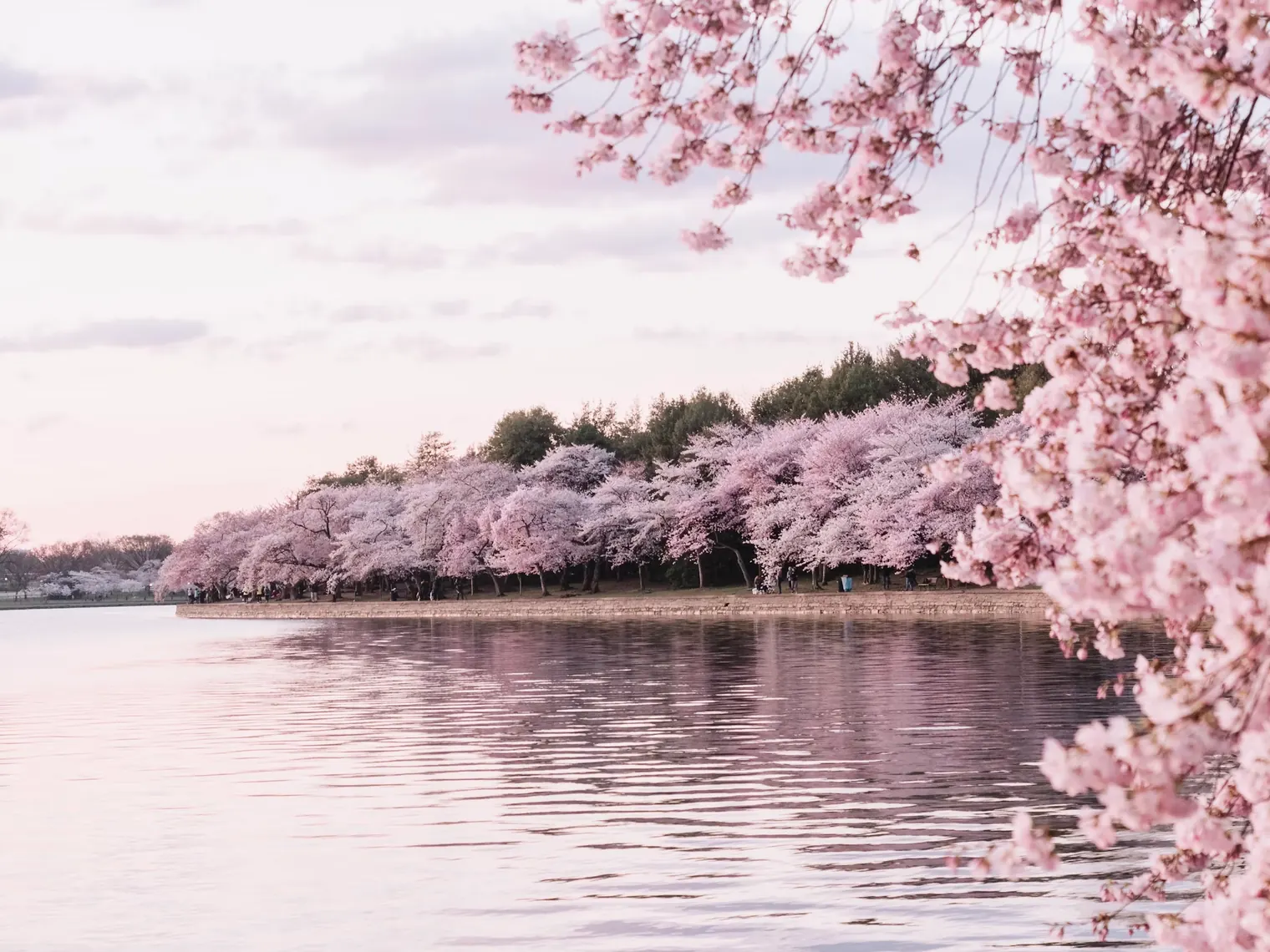 Planning Your Cherry Blossom Getaway