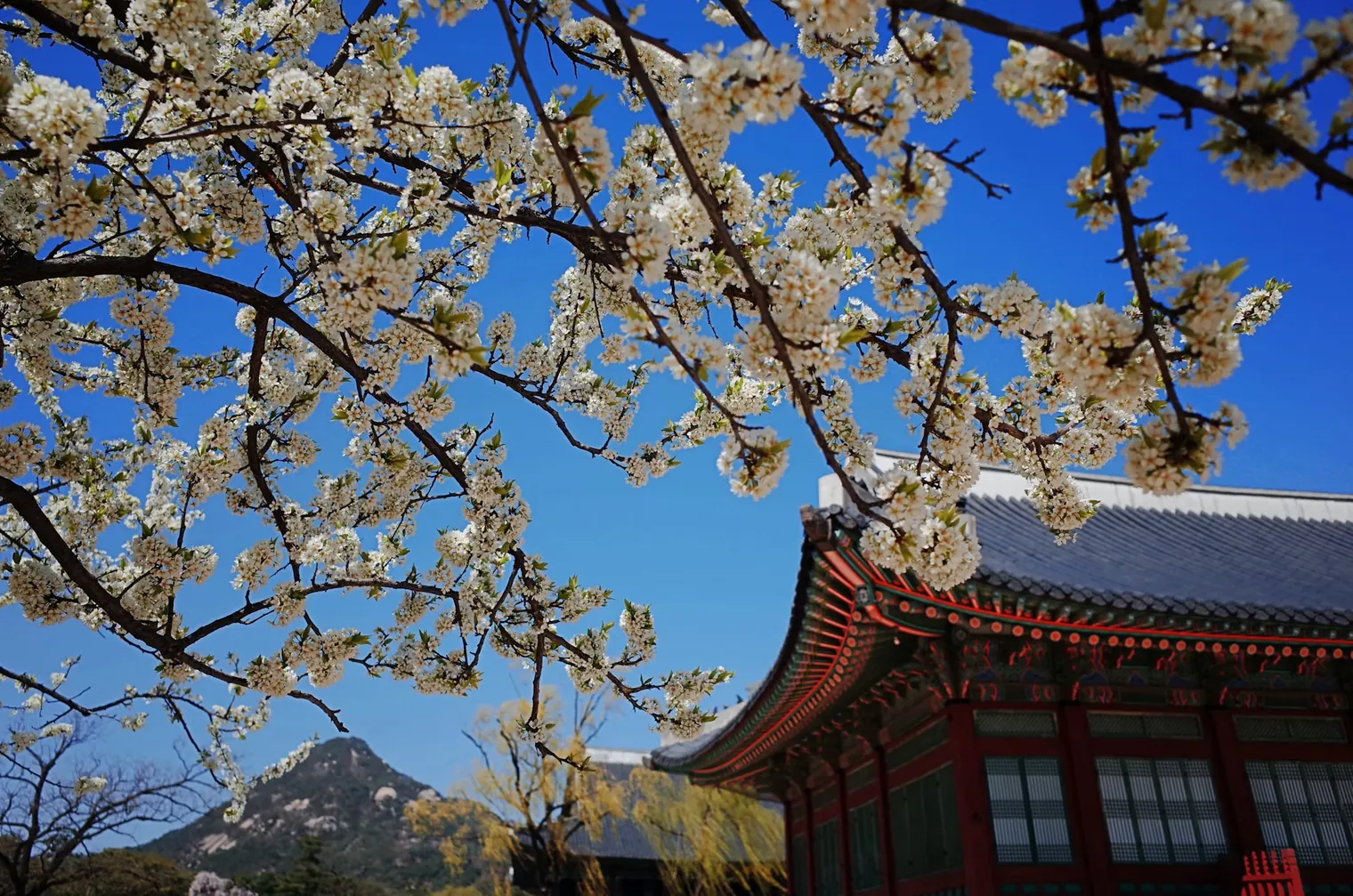 Seoul, South Korea – Blossoms and Festivals