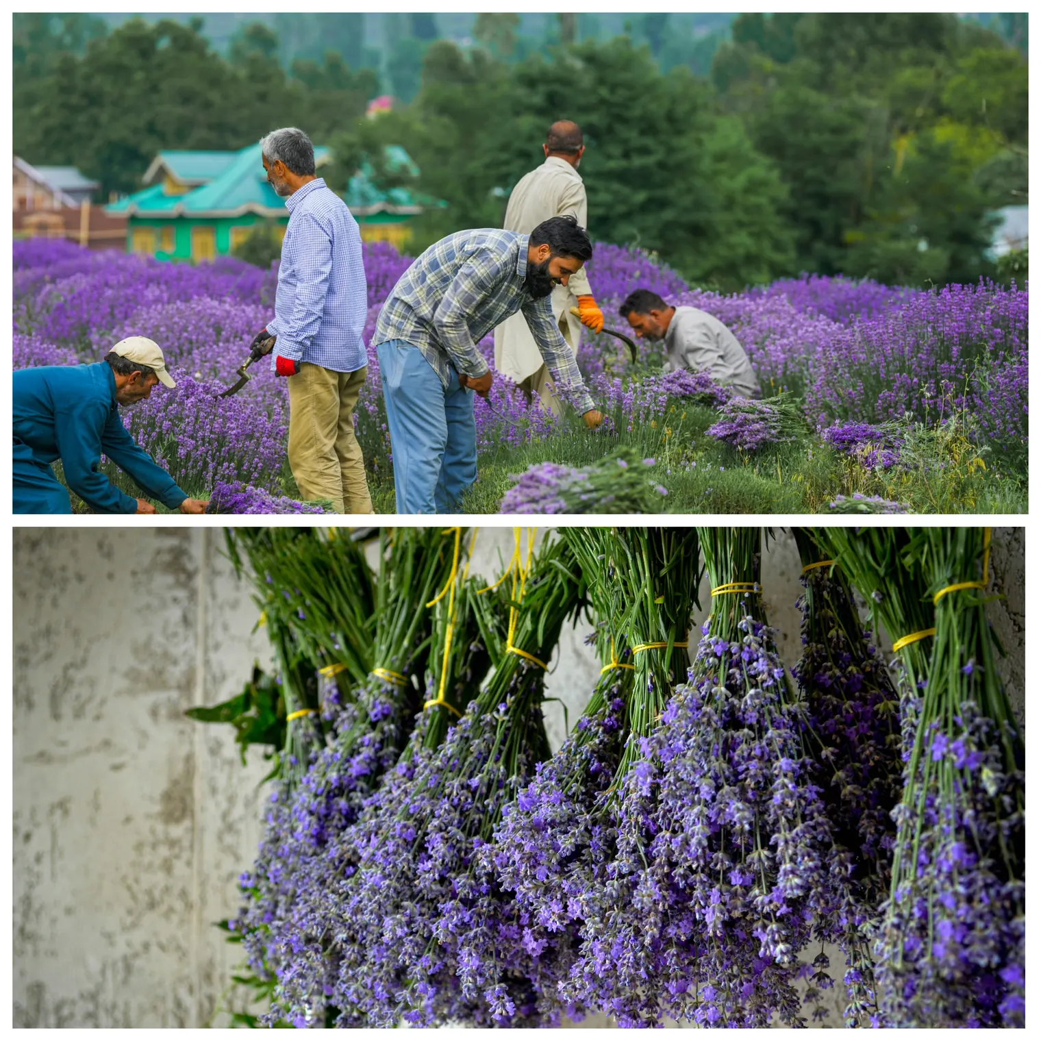 Lavender Harvest Process