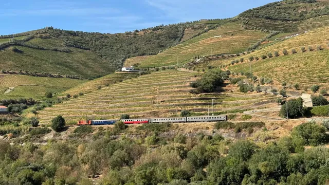 Vineyards on a hillside above the Douro.